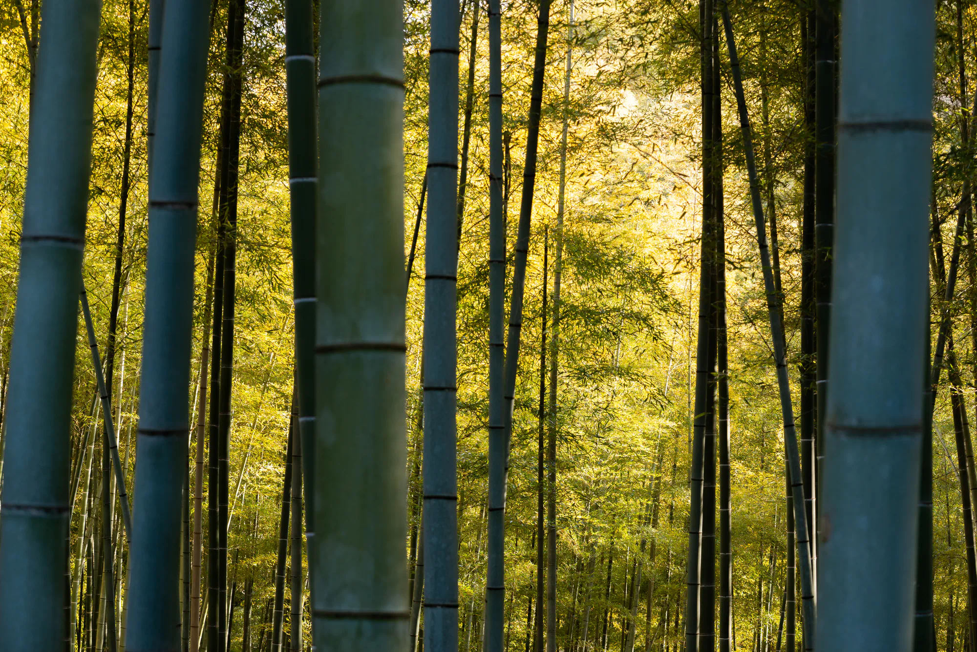 through the bamboo forest